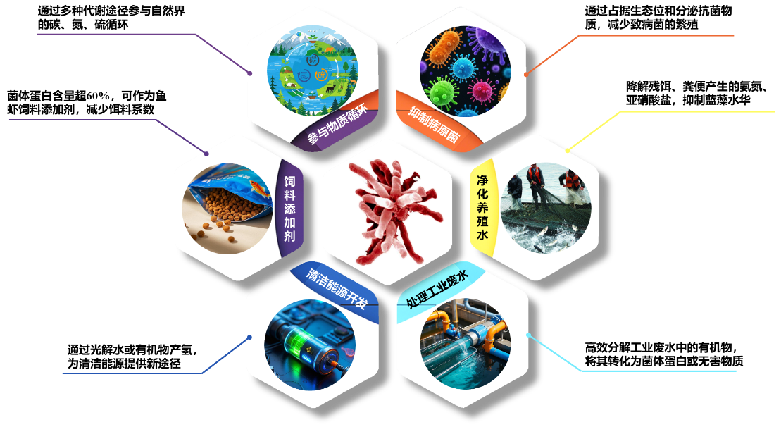 光合活水菌.png