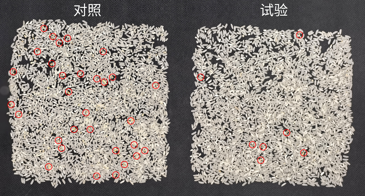 稻米对比图.jpg